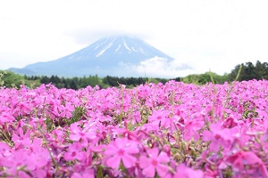 富士芝桜まつり２